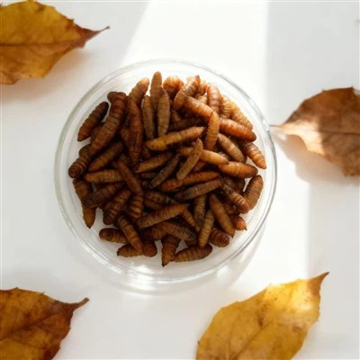 Czarna mucha żołnierza